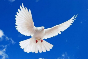 Golub - svjetska ptica Golub - svjetska ptica